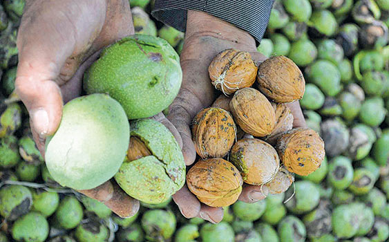 Ceviz Fidanı Fiyatları Ne Kadar?