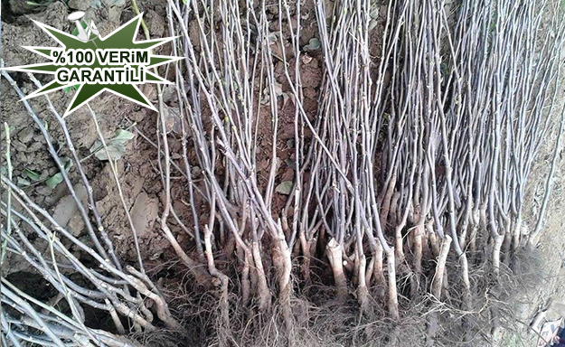 Ceviz Fidanı Nasıl Dikilir?