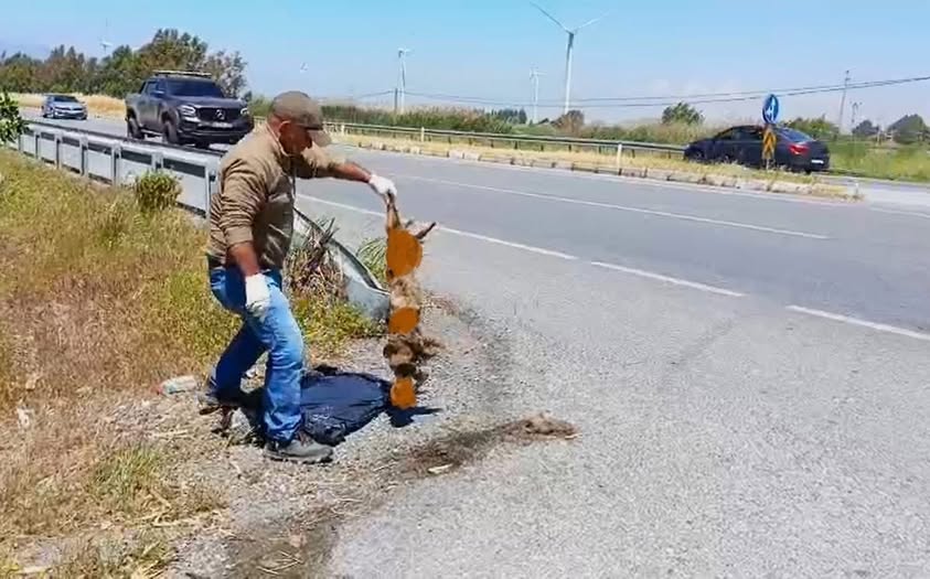 Söke-Milas Karayolunda Saz Kedisi Can Kaybı