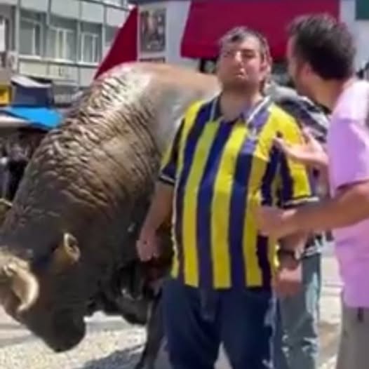 Kadıköy Boğası ile Kadıköy Boğası Bir Araya Geldi