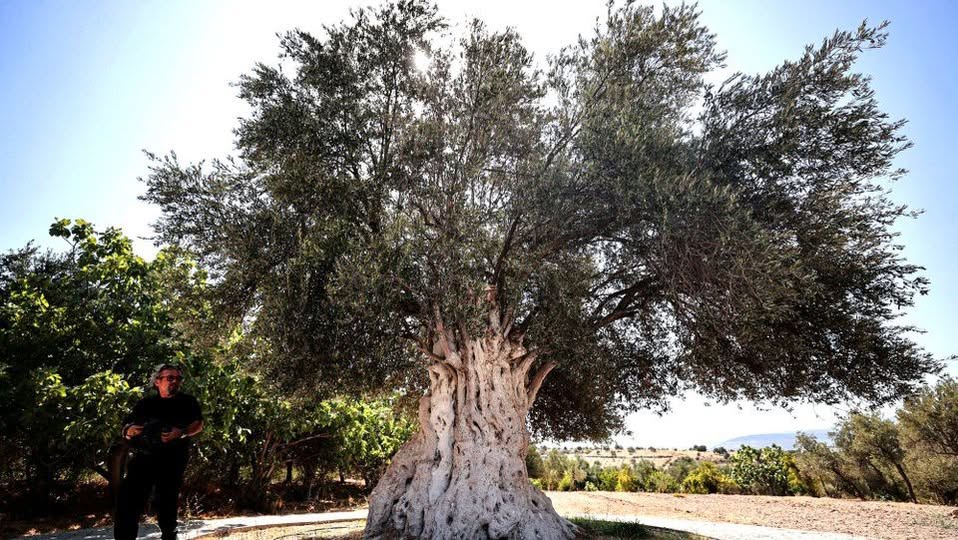 1316 Yaşında Zeytin Ağacı Mersin’de Zeytin Vermeye Devam Ediyor